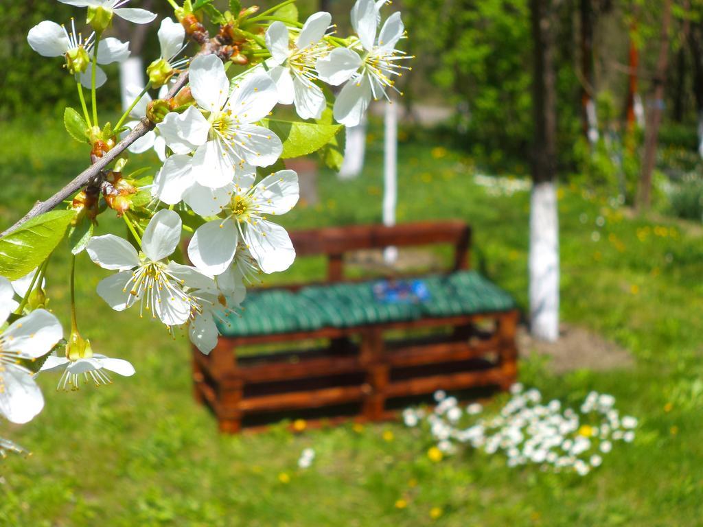 Pensiunea Valea Cernei Teliucu Inferior Extérieur photo